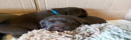 Labrador Retriever dogs for sale: Chocolate Labradors Puppies,Health Tested Parents  - Advert 17