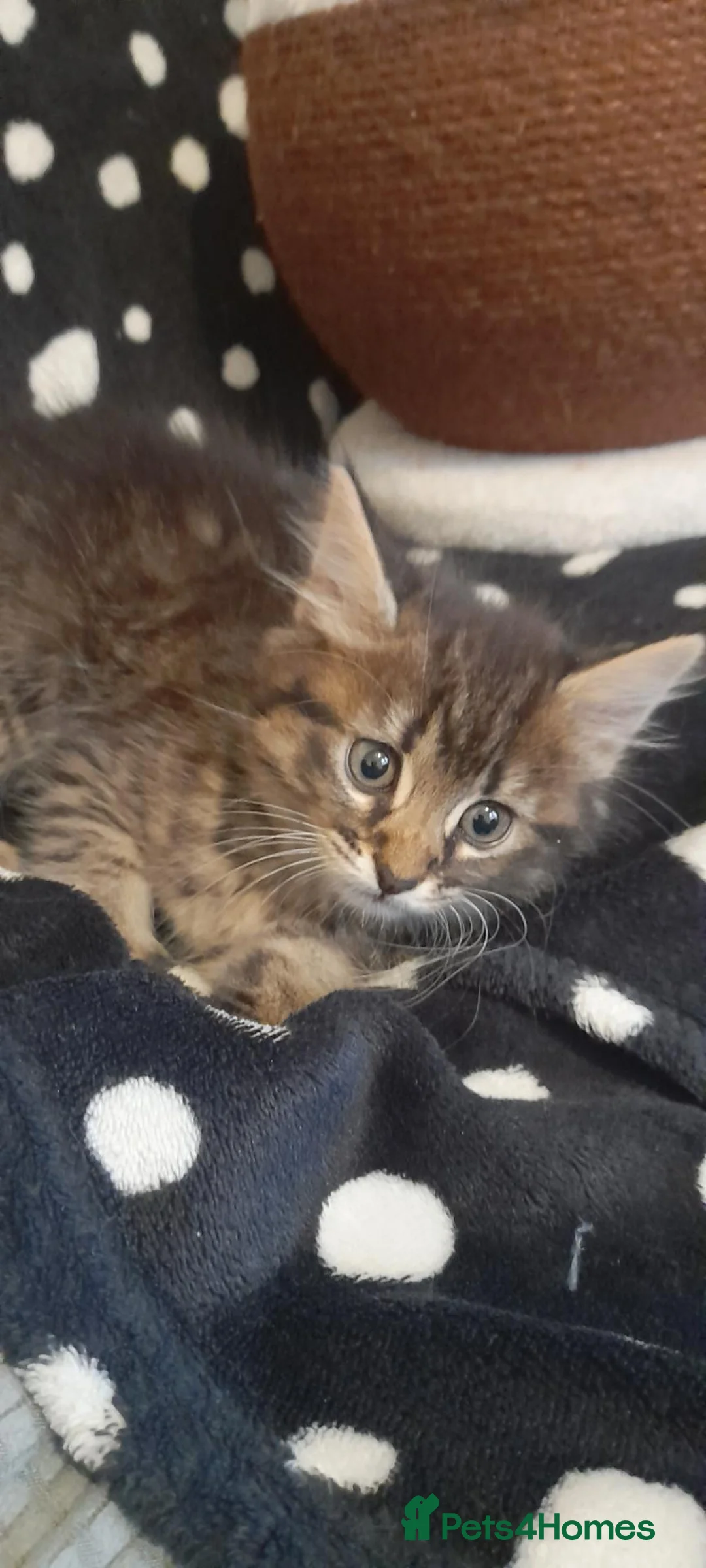 Mixed Breed cats for sale: Cute kittens  - Advert 2