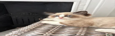 Tim