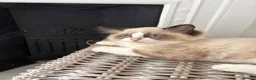 Ragdoll cats for sale: 🌟TICA🌟Champion Ragdoll🏆🏆🏆 - Advert 29