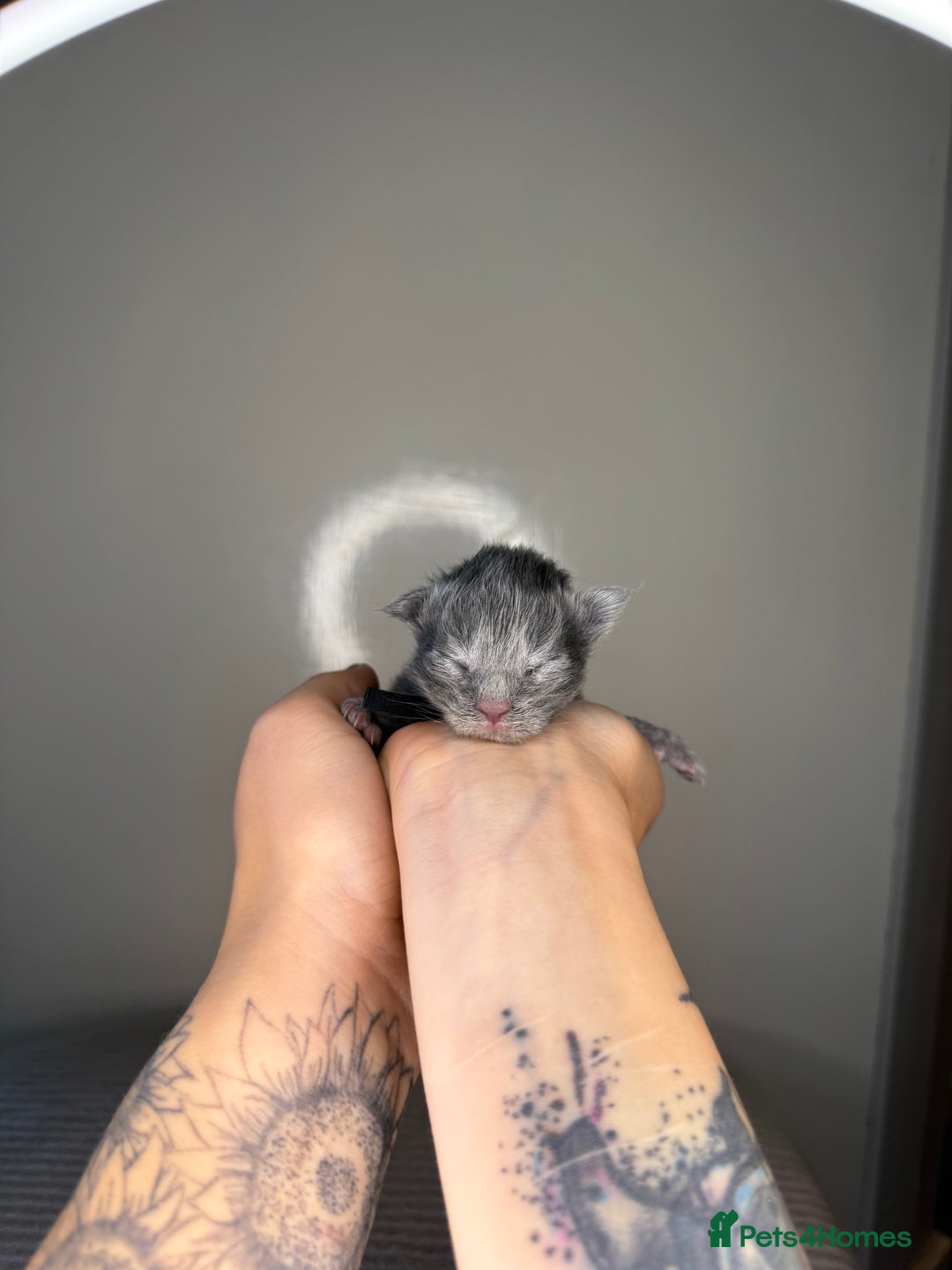 Maine Coon cats for sale: XL Russian maine coon kittens  in Market Rasen - Image 16