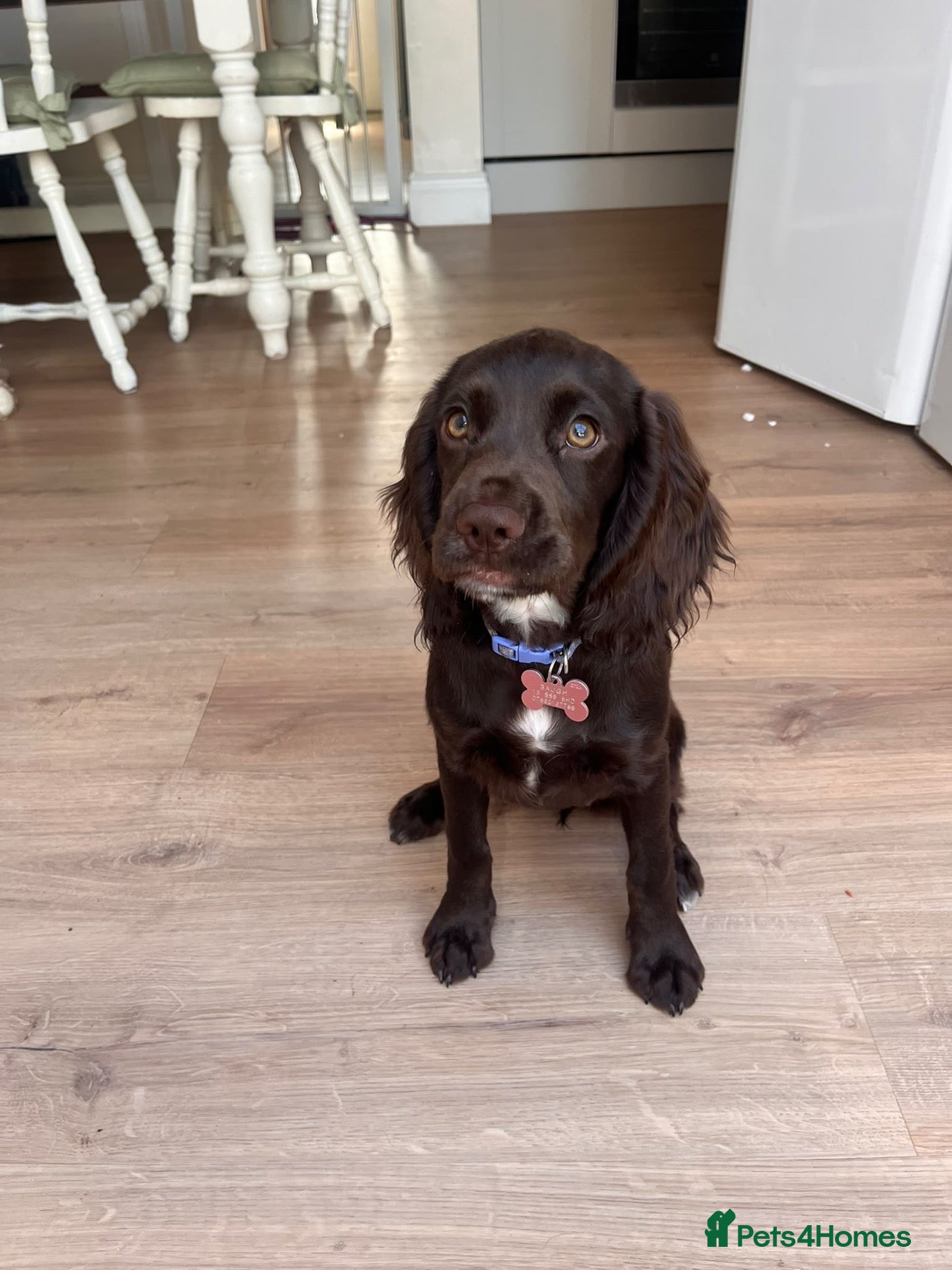 Cocker Spaniel dogs Liver Cocker Spaniel bitch for sale - Advert 1