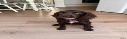Cocker Spaniel dogs for sale: Liver Cocker Spaniel bitch for sale - Advert 1