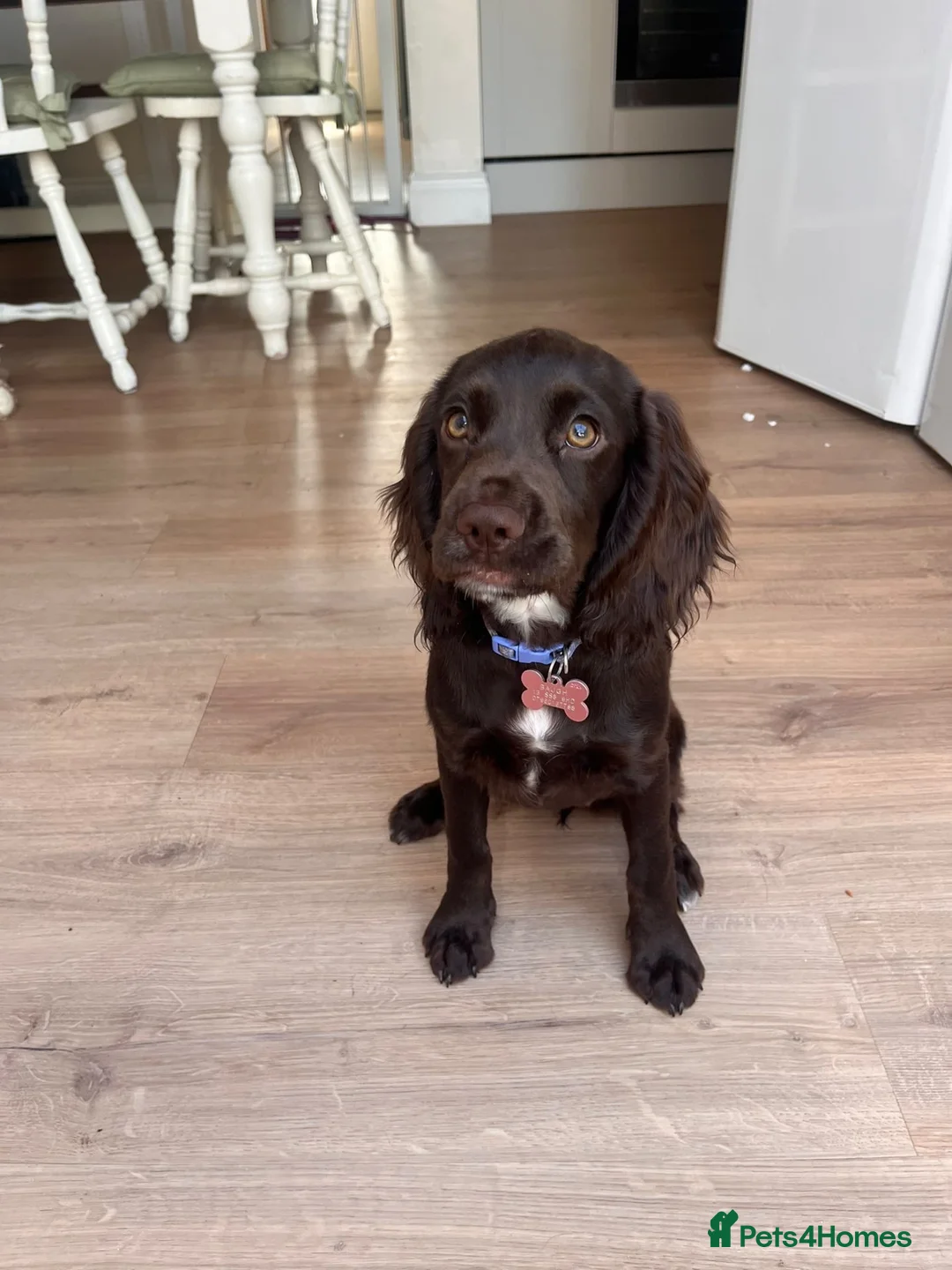 Cocker Spaniel dogs for sale: Liver Cocker Spaniel bitch for sale - Advert 1