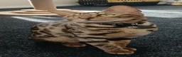 Bengal cats for sale: Bengal female kitten in Cradley Heath - Advert 5