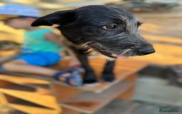 Mixed Breed dogs for adoption: LIA - a Beautiful young Girl, for a Loving Home - Image 12