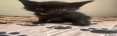 Green collar 