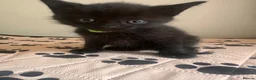 Mixed Breed cats for sale: 5 kittens looking for forever homes  - Advert 3