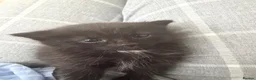 Mixed Breed cats for sale: Very beautiful marbled and striped cats - Advert 5