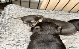 Chihuahua dogs for sale: Tiny chihuahua puppies  - Image 4