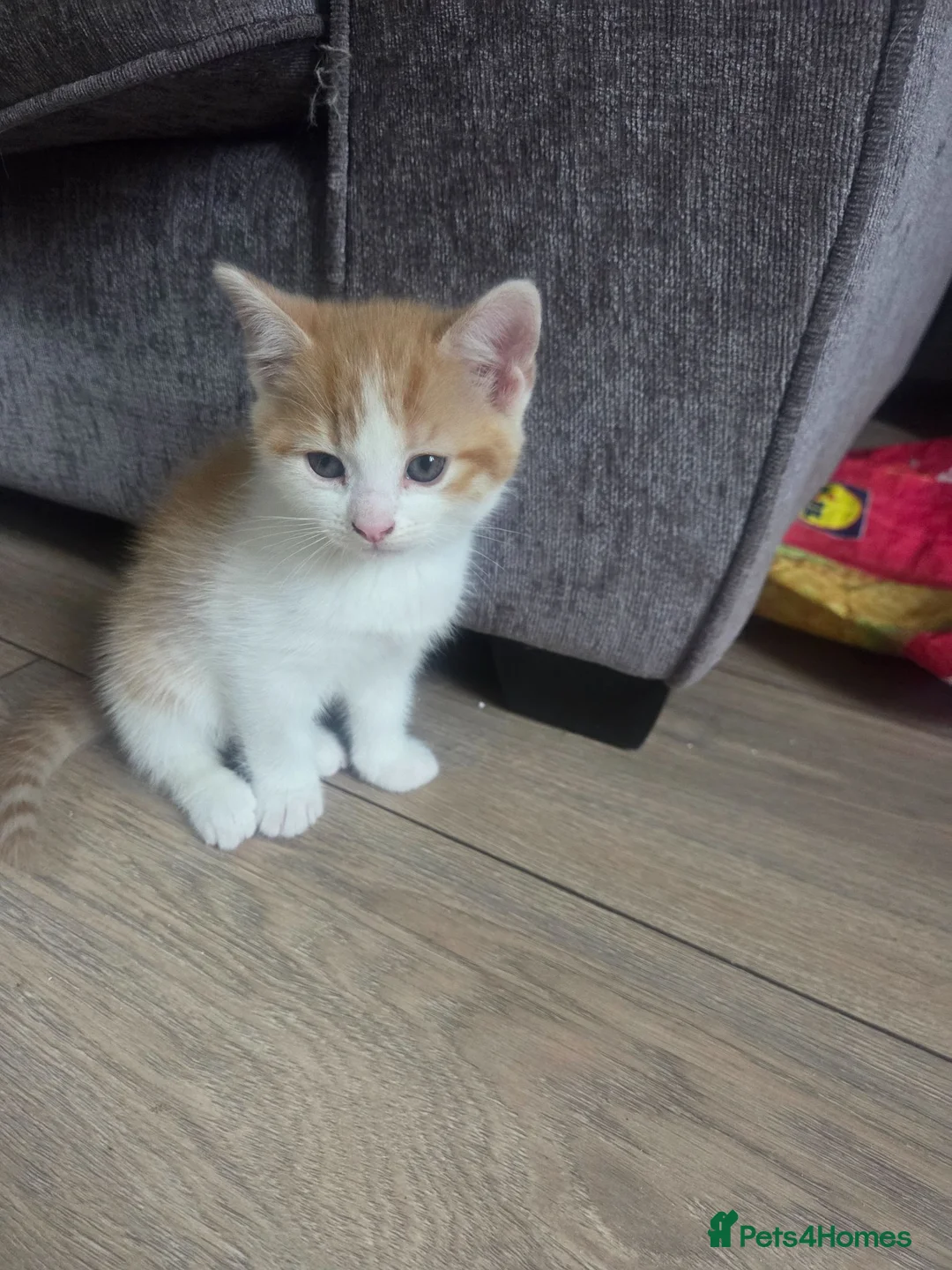 Mixed Breed cats for sale: Part Norwegian forrest in Warrington - Advert 2