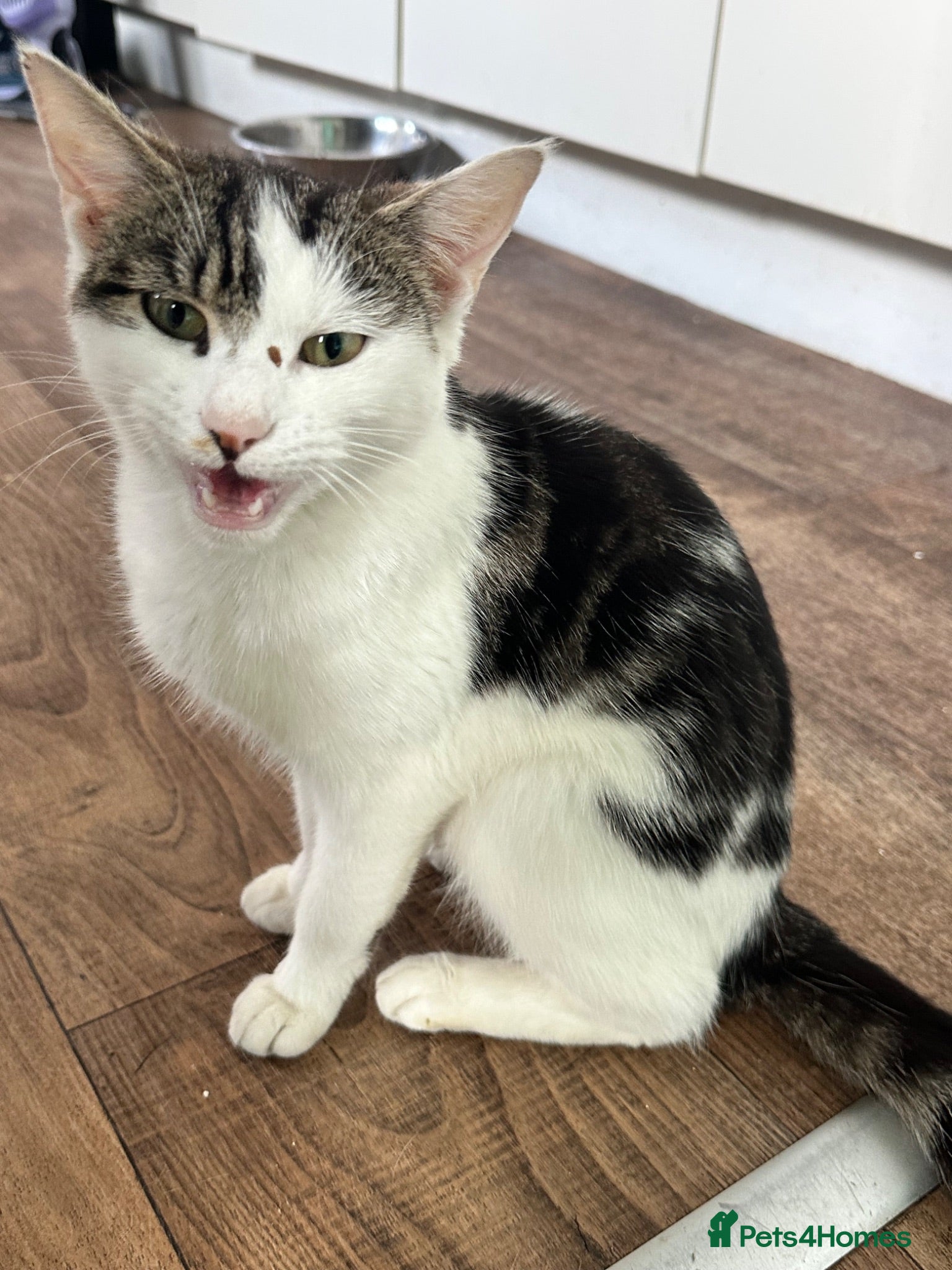 Mixed Breed cats 🐾 Two lovely little girls ready to go!  🐾 - Advert 1