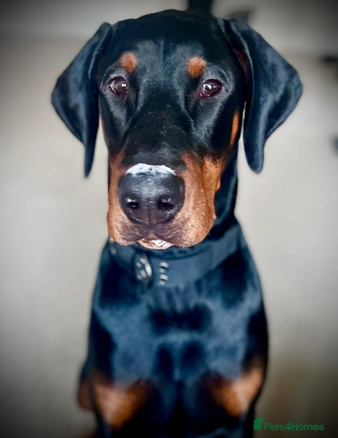 Dobermann dogs for sale: 1 year old Purebred Doberman - Male - Advert 5