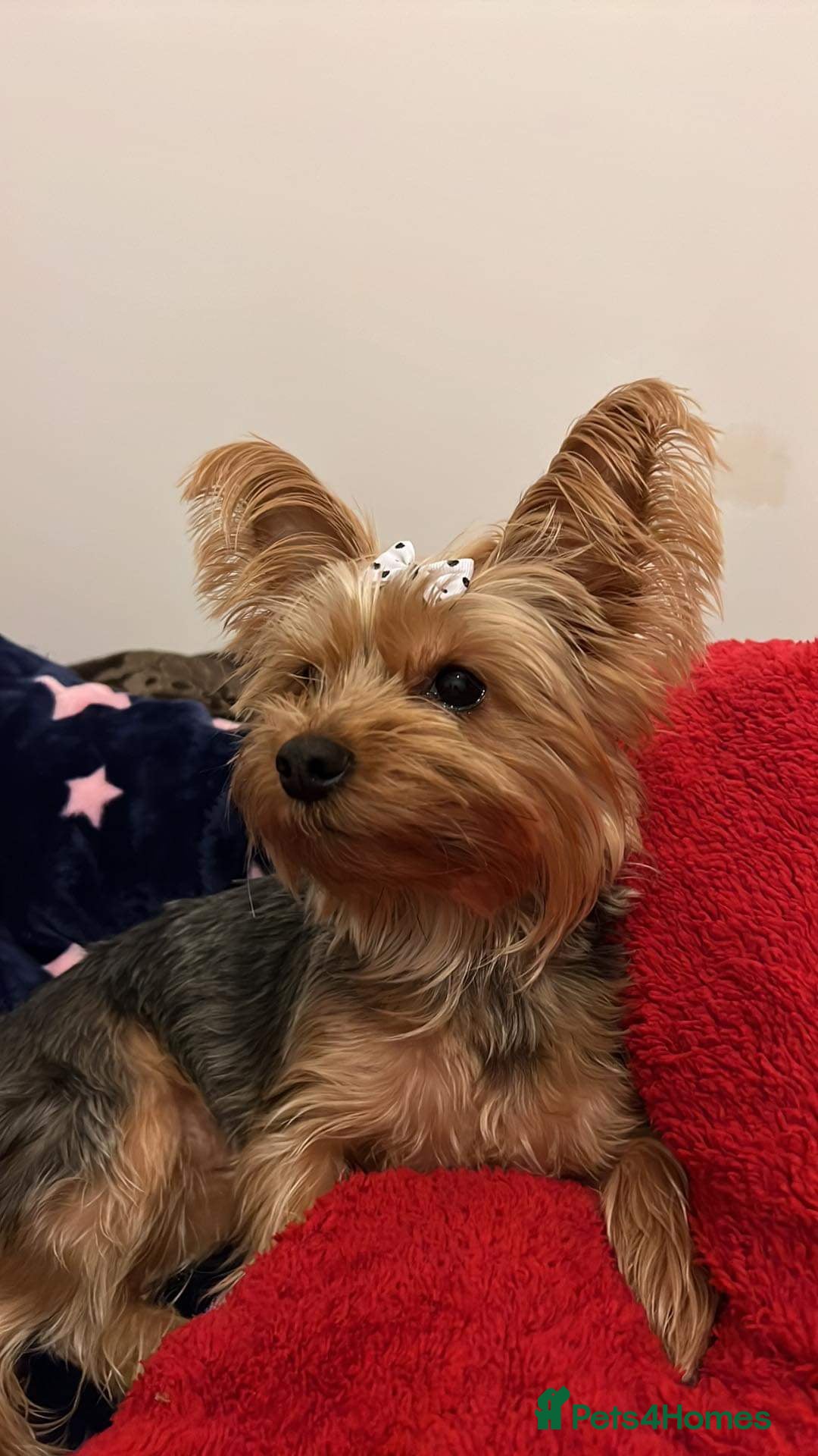 Yorkshire Terrier dogs for sale: 2 sweet puppy - Image 2