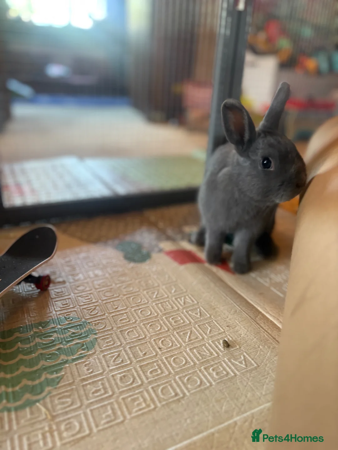 Netherland Dwarf rabbits for sale:   Blue Netherland Dwarf bunny - Advert 2