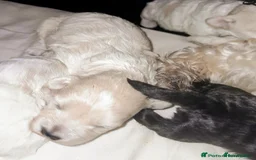 Maltipoo dogs for sale: HEALTH TESTED QUALITY F1 TOY MALTIPOO PUPPIES🩷  - Image 15