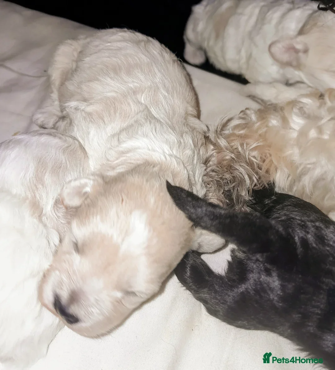 Maltipoo dogs for sale: HEALTH TESTED QUALITY F1 TOY MALTIPOO PUPPIES🩷  - Image 15