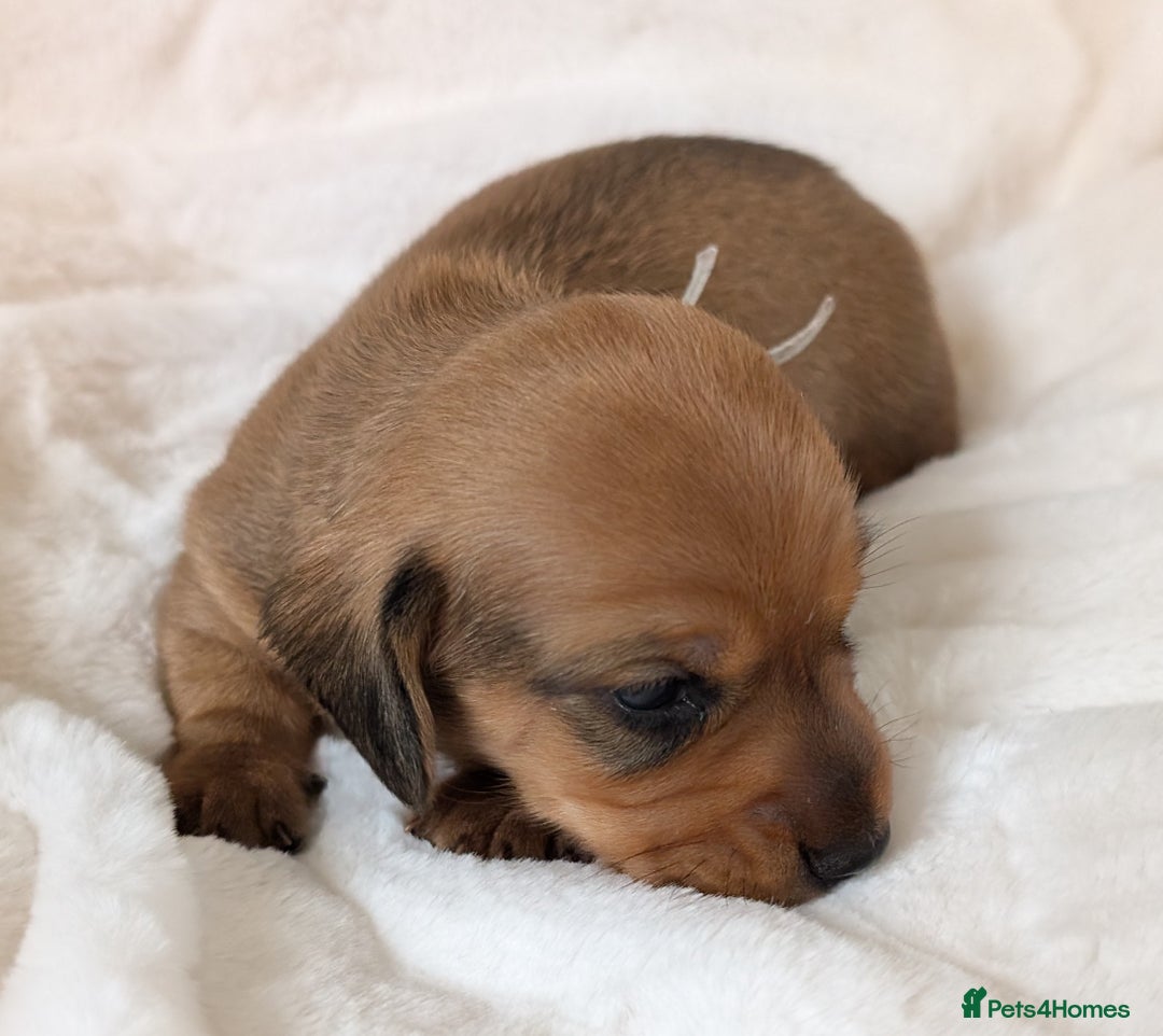 Miniature Dachshund dogs for sale: Smooth shaded red - Image 12