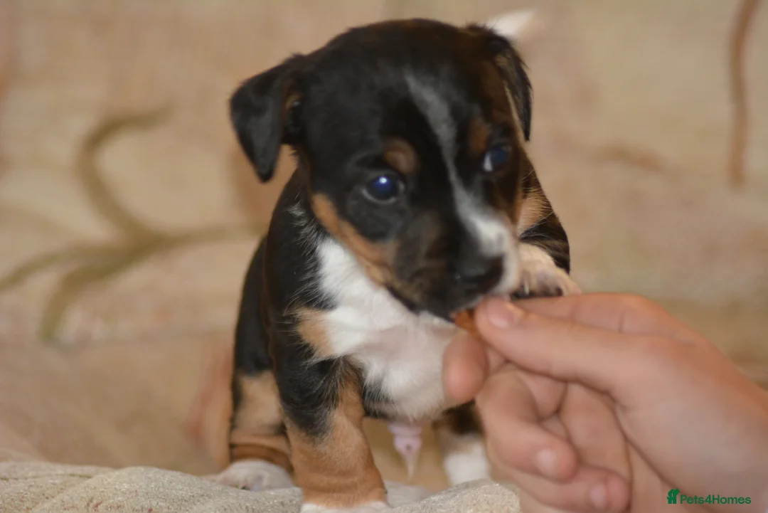 Patterjack dogs for sale: Jack Russell x Patterjack puppies - Advert 3