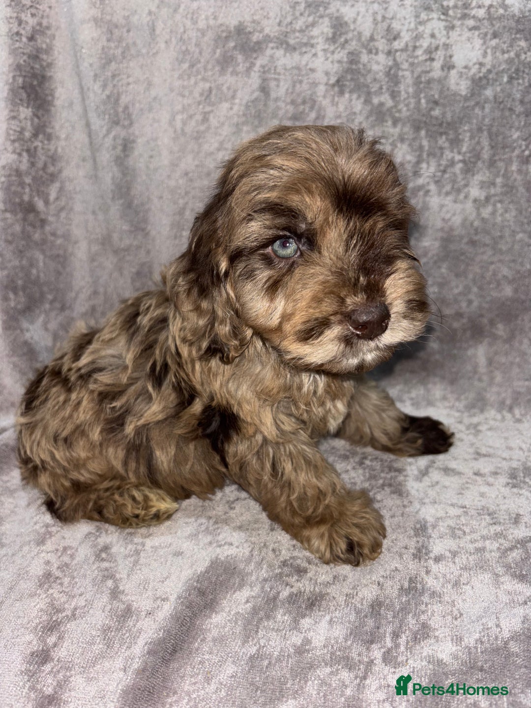Cockapoo dogs for sale: Gorgeous Cockapoo Puppies  - Advert 8