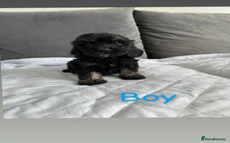 Cockapoo dogs for sale: F2 cockapoo - Image 2