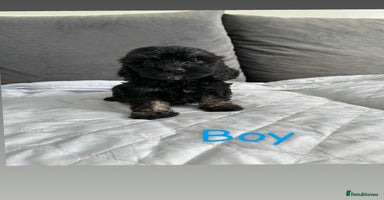 Cockapoo dogs - Advert 7