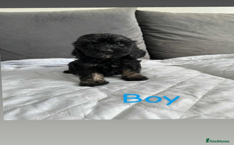 Cockapoo dogs - Advert 9