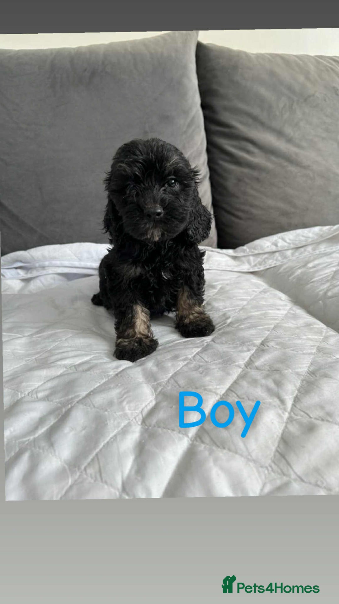 Cockapoo dogs for sale: F2 cockapoo - Image 2