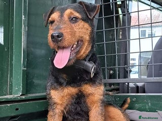 Lakeland Terrier dogs in Newark - Advert 6