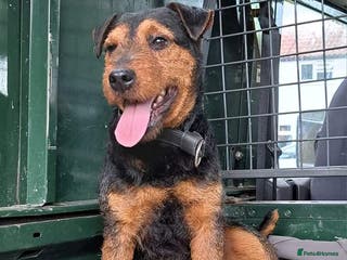 Lakeland Terrier dogs Stunning lakeland working terrier in Newark - Advert 10