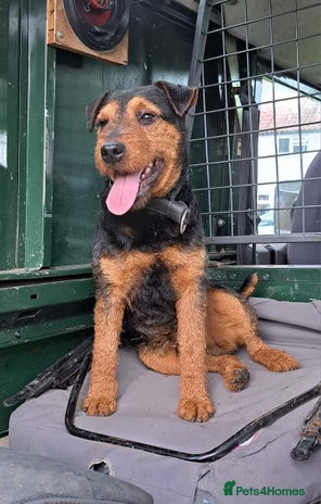 Lakeland Terrier dogs Stunning lakeland working terrier in Newark - Advert 5