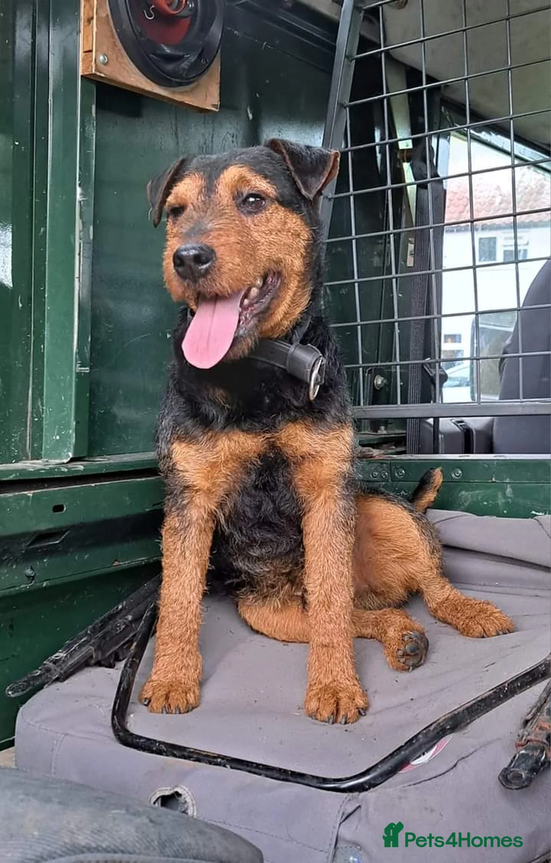 Lakeland Terrier dogs for stud: Stunning lakeland working terrier in Newark - Advert 1