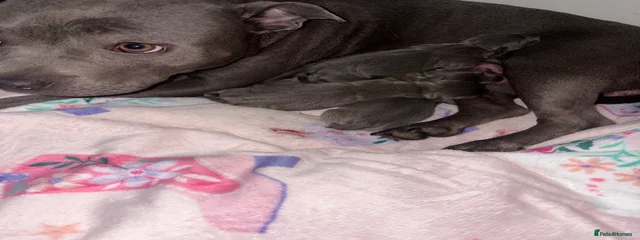 Staffy