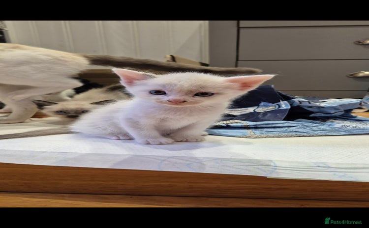 Bengal cats - Advert 3