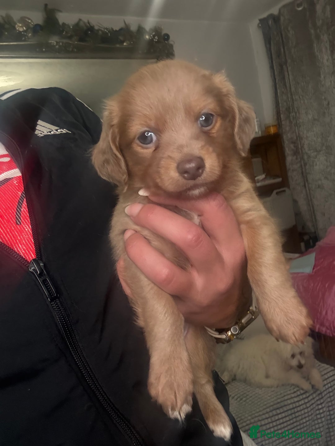 Mixed Breed dogs for sale: Xxx TINY dachshund x chihuahua puppies xxx - Advert 1