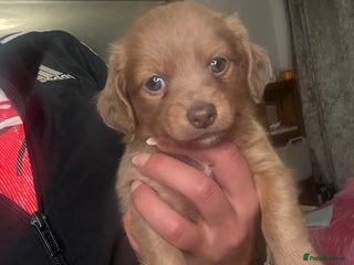 Mixed Breed dogs Xxx TINY dachshund x chihuahua puppies xxx - Advert 5