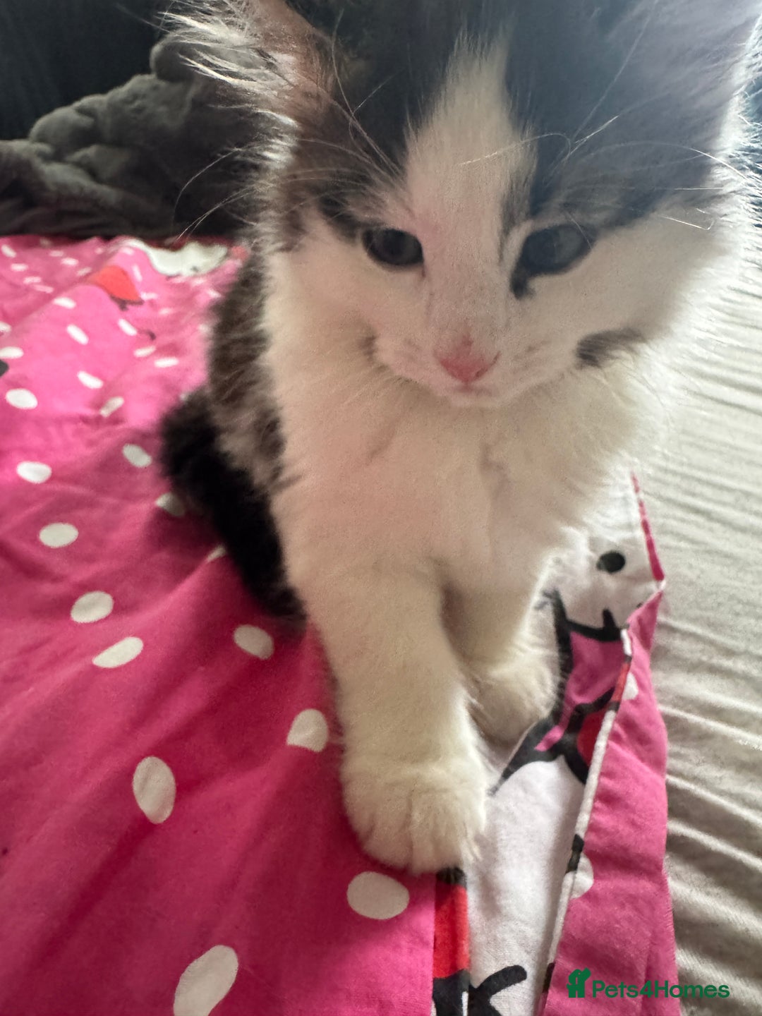 Mixed Breed cats for sale: tabby kittens - Image 2