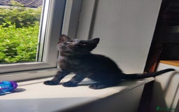 British Shorthair cats for sale: Lucky Black Cats 3 Male Kittens British Short Hair in Coalville - Image 4