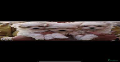 Maltese dogs - Advert 2