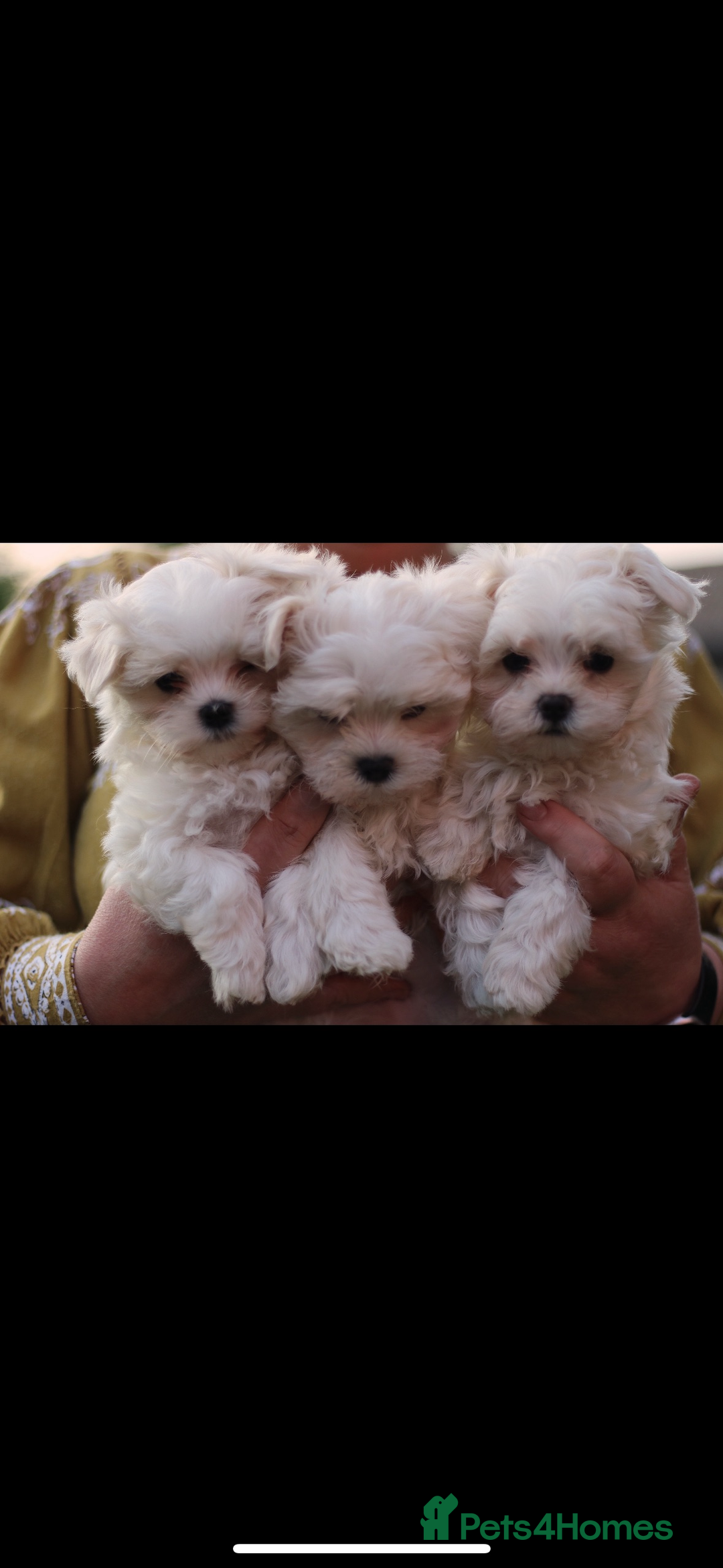 Maltese dogs for sale: Korean KC maltese puppies 🐶 - Image 2
