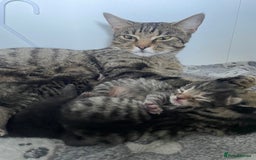 Mixed Breed cats for sale: 3 kittens available - Image 5