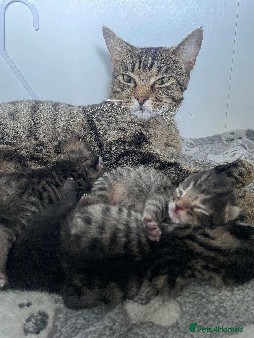 Mixed Breed cats for sale: 3 kittens available - Image 5