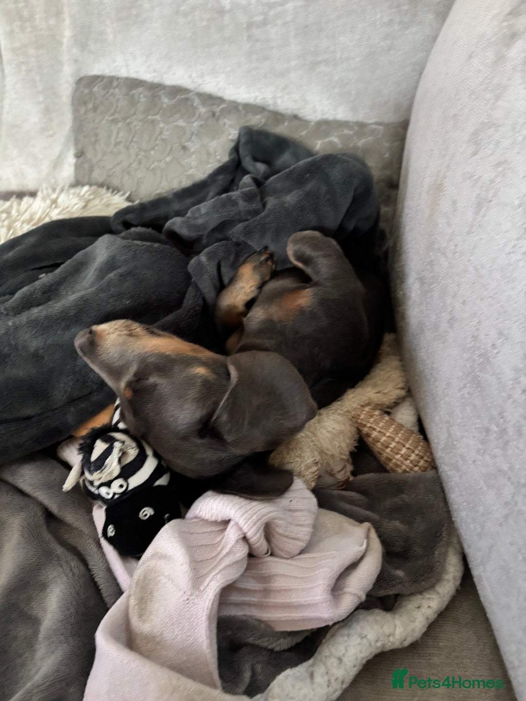 Miniature Dachshund dogs for sale: “Miniature dachshund”  - Advert 13