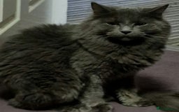 Maine Coon cats for sale: Maine coon&russian blue - Image 1