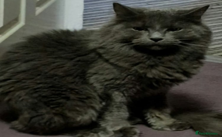 Maine Coon cats - Advert 2