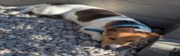 Jack Russell dogs for stud: Proven Jack Russell Stud - Advert 4