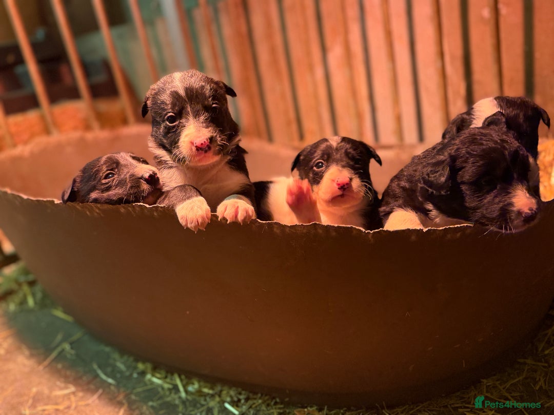 Border Collie dogs for sale: Border collie puppies - Advert 4