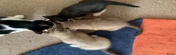 Mixed Breed cats for sale: Half sphynx half British shorthair kittens  in Crawley - Advert 7