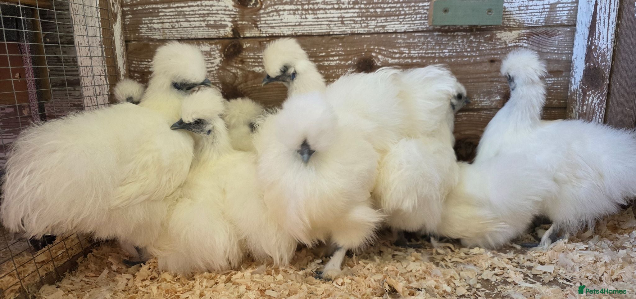 Chickens poultry White silkie bantam pullets 15 weeks - Advert 1