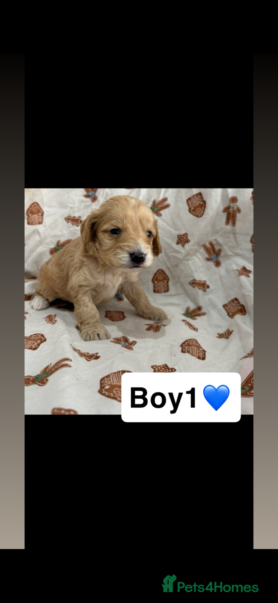 Cockapoo dogs Cockapoo puppy’s  - Advert 2